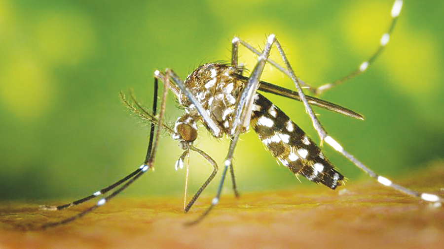 dengueenflores