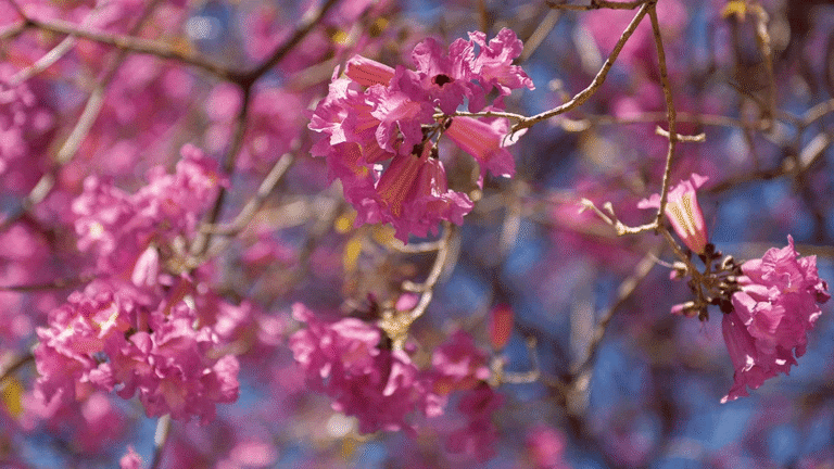 La ciudad de Buenos Aires no siempre exhibió orgullosa sus postales de flores, de hecho se trató de un proceso gradual con un protagonista que terminó de embellecerla.