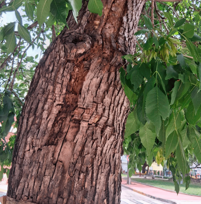Vecinos de Pasaje Aroma (altura Santander 2200) denuncian el estado crítico del arbolado. Habían prometido renovarlos en 2025 tras una poda preventiva, pero siguen sin respuesta.