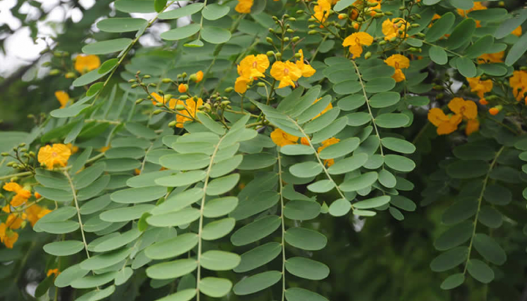 Florecieron las Tipas en Enero - Barrio de Flores
