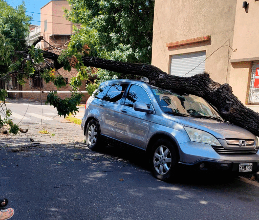 Arbol caìdo en una camioneta en el barrio de Flores - Enero 2026