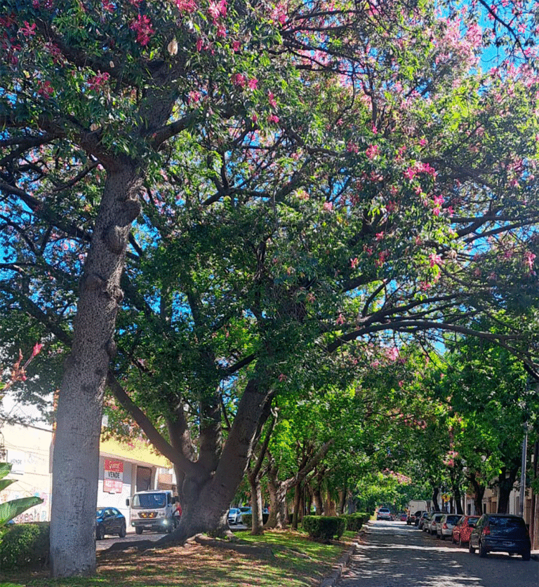 Hay casi 100 palos borrachos en el Boulevard Francisco Bilbao en el barrio de Flores