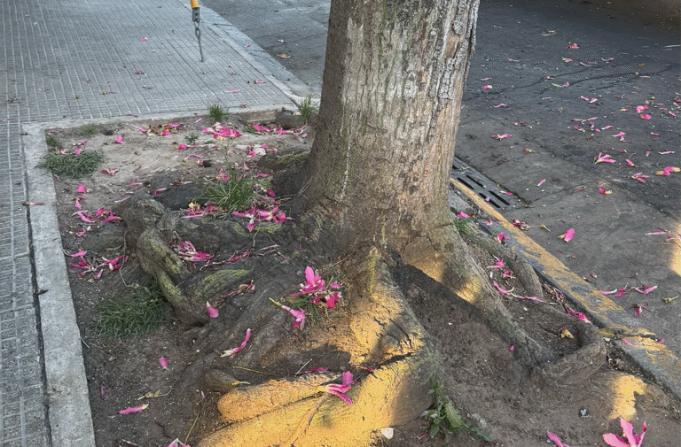 Vecinos de la cuadra advierten sobre la presencia constante de roedores que salen desde un pozo conectado a la boca de tormenta. Piden una desratización y arreglo urgente.