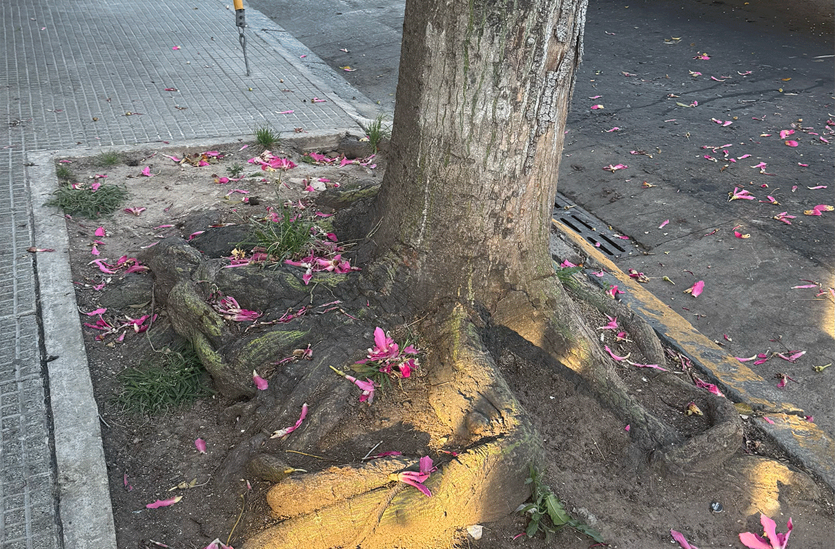 Vecinos de la cuadra advierten sobre la presencia constante de roedores que salen desde un pozo conectado a la boca de tormenta. Piden una desratización y arreglo urgente.