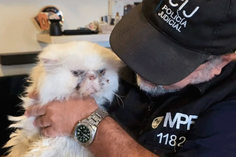 Tras la denuncia de vecinos por fuertes olores, la Justicia porteña allanó un departamento en el barrio y rescató a los felinos, que estaban hacinados y enfermos.