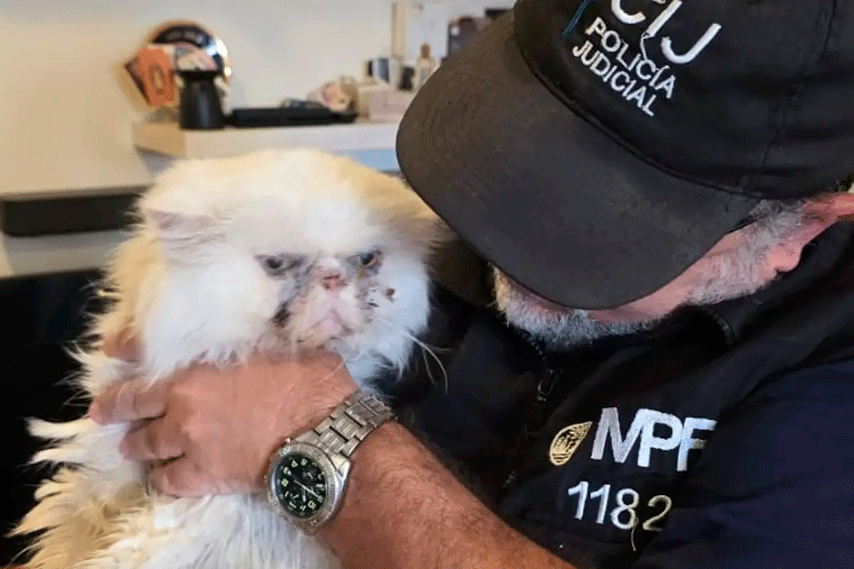 Tras la denuncia de vecinos por fuertes olores, la Justicia porteña allanó un departamento en el barrio y rescató a los felinos, que estaban hacinados y enfermos.