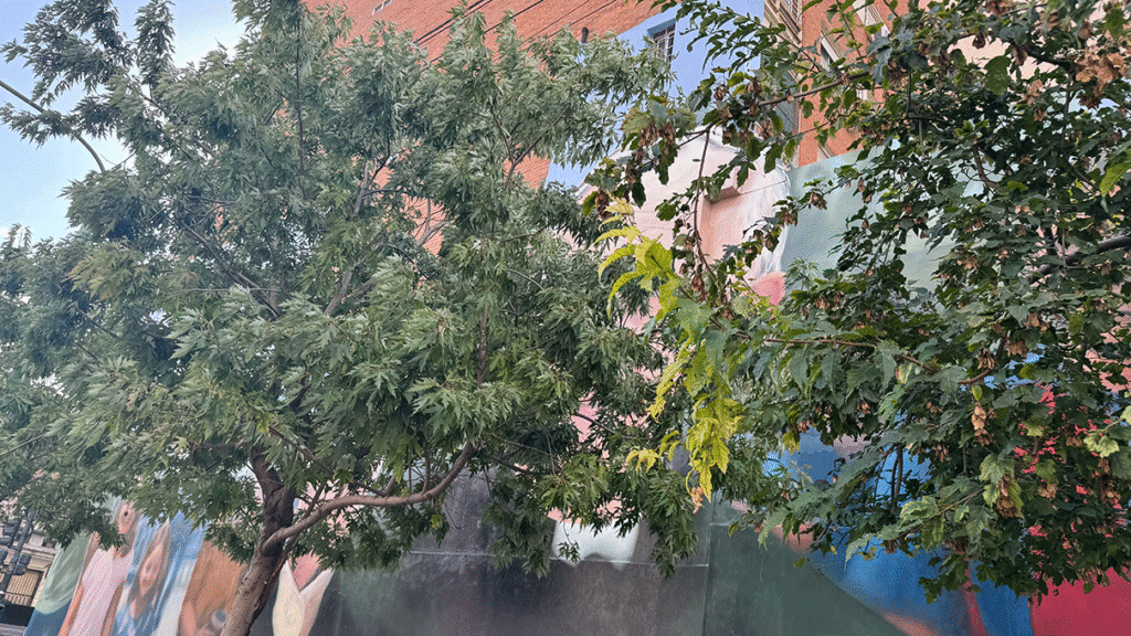 El icónico mural hiperrealista sobre la Avenida Alberdi en Flores está desapareciendo detrás de la arboleda por falta de poda. El lamento de los vecinos.