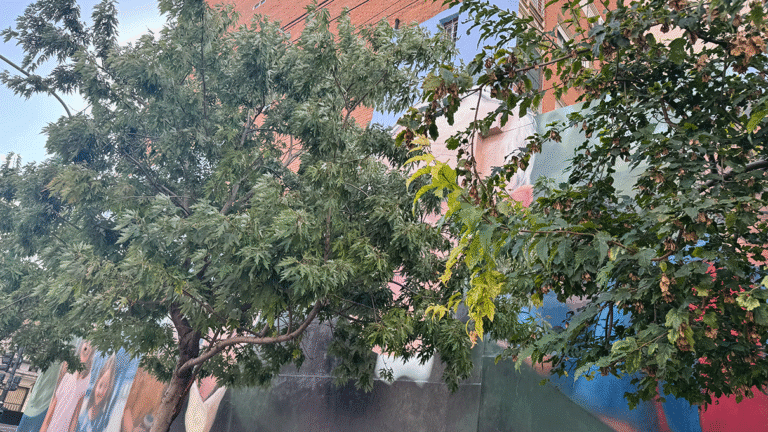 El icónico mural hiperrealista sobre la Avenida Alberdi en Flores está desapareciendo detrás de la arboleda por falta de poda. El lamento de los vecinos.